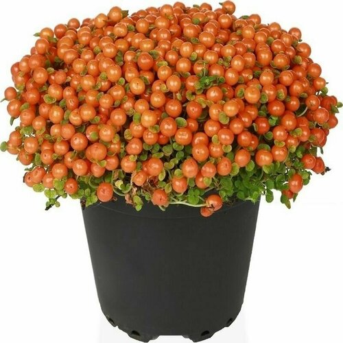 ������ ������ �������, ������ ����