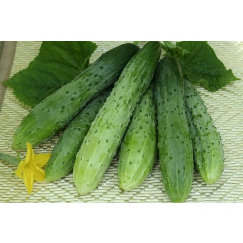 ������ ������ ������������� ������ ������ �������� F1 ����