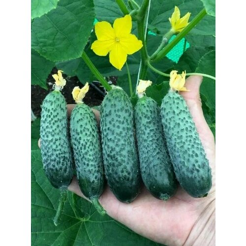 ������ ������ ������������� ������ ������ ����� 1907 ����