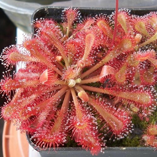 ������ ������ ������ ��������� �������, Drosera Spatulata var. Lovelle 10+ ��, ������ ��������, ��������� ��� ����