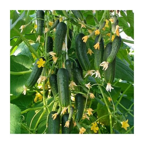 ������ ������ ������������� ������ ������ ��������� F1 ����