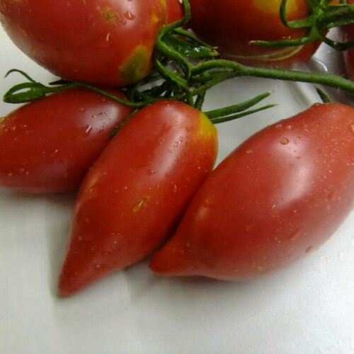 ������ ������ ������������� ������ ������ ����������� �������� ����