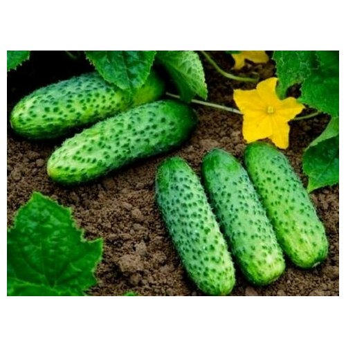 ������ ������ ������������� ������ ������ ���� F1 ����