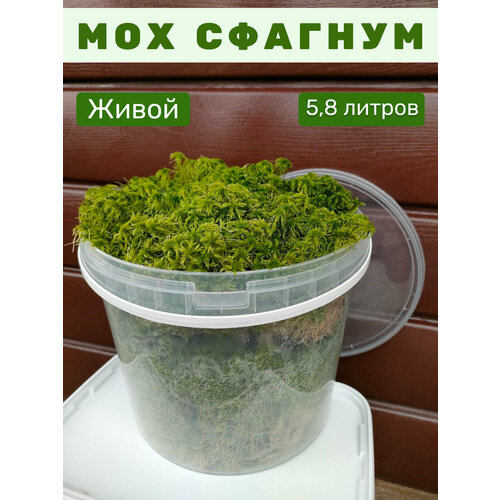 ������ ������ ��� ������� ������ ������, 5,8 ������ ����