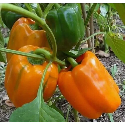 ������ ������ ������������� ������ ����� �������� ���� ��������� F1 ����