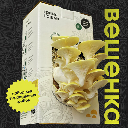 ������ ������ ����� ��� ����������� ������. ������� �������� ����