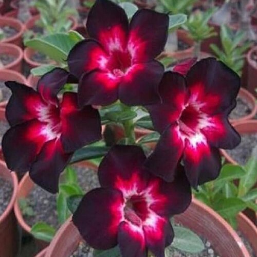 ������ ������ �������, Adenium Obesum Desert Rose Black Independent, ������ �����������, ������ ����