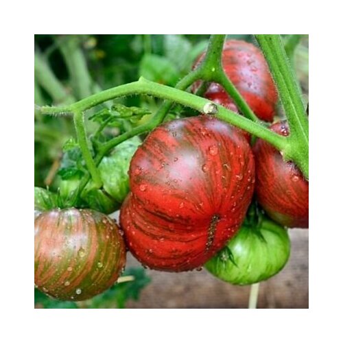 ������ ������ ������������� ������ ������ ���� ������� ����