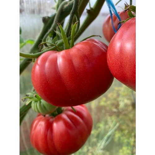 ������ ������ ������������� ������ ������ ��������� ������� ����