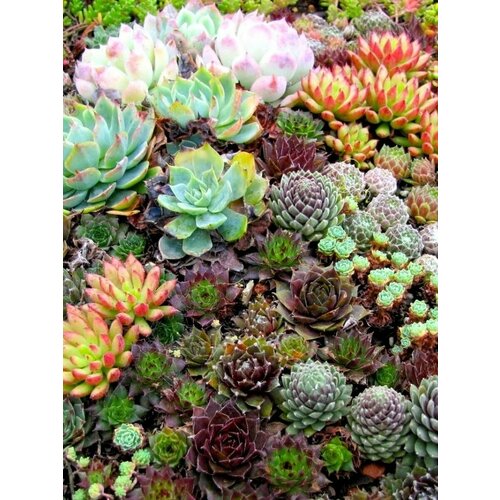 ������ ������ �������� �������� ���� (�������� ������) ����