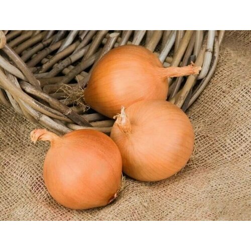 ������ ������ ������������� ������ ���� �������� ����� F1 ����