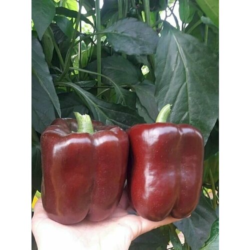 ������ ������ ������������� ������ ����� �������� ������� ����