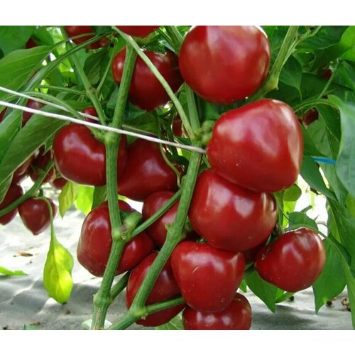 ������ ������ ������������� ������ ����� �������� �������� F1 ����