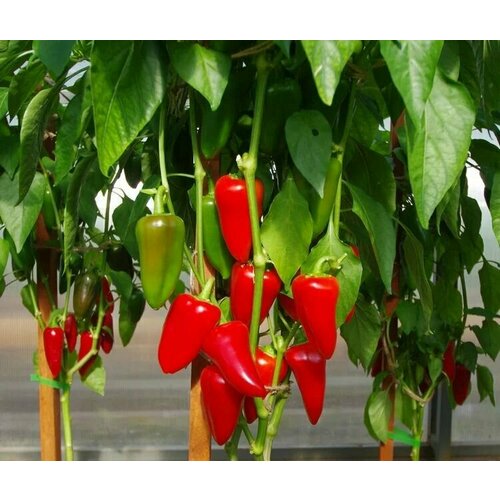 ������ ������ ������������� ������ ����� �������� ������ ����