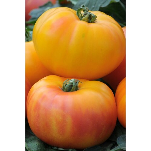 ������ ������ ������������� ������ ������ ����- ������� ����