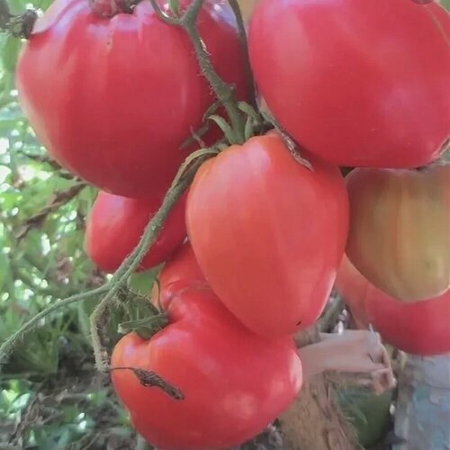 ������ ������ ������ ������ ����� �������� � ����� 10 ��. ����