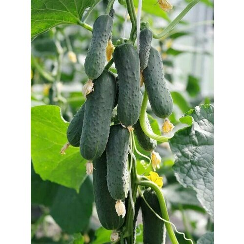 ������ ������ ������������� ������ ������ ���� ���� F1 ����