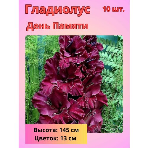 ������ ������ ��������� ��������������� ���� ������, �������� ���������� ����