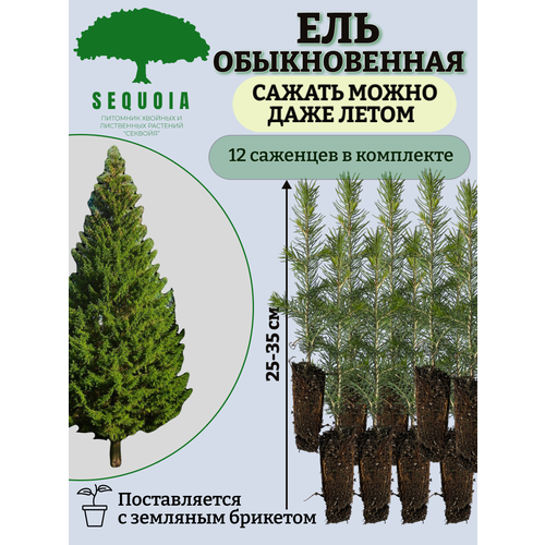 ������ ������ ��� ������������ 12 �������� ����