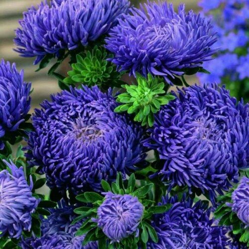 ������ ������ ����� ������ �����-�����, ����� ������� ������ ����������, �������� �� ���������� ������������� �����, 30 ����� ����