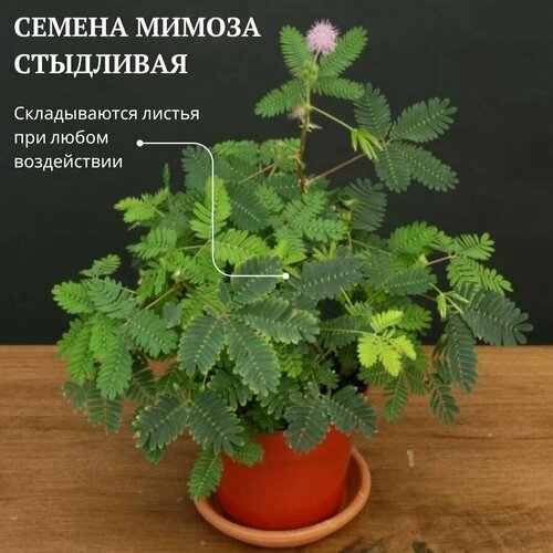 ������ ������ ������ ������ ��������� (Mimosa pudica) 5 ��. ��������� ������ ����