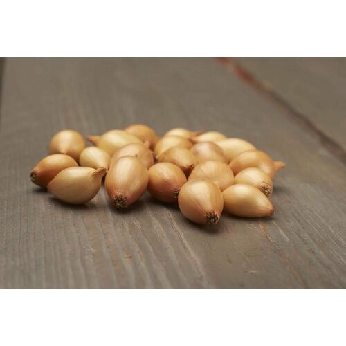 ������ ������ ��� - ����� ������ (������-����������) 110�� ������� ����