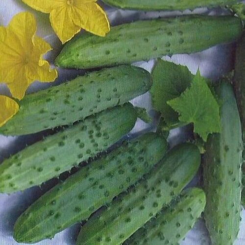 ������ ������ ������������� ������ ������ F1 ���������� ����