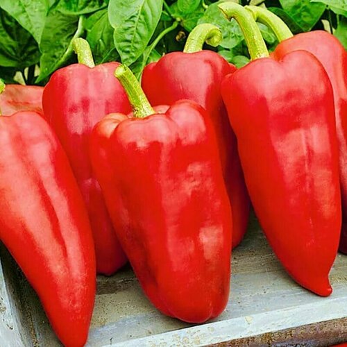 ������ ������ ������������� ������ ����� �������� ��������� ������ F1 ����