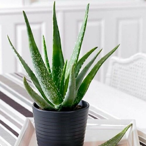 ������ ������ ���� VERA, ������ ����