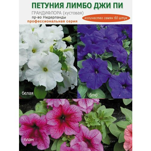 ������ ������ ������� ����������� ����� ����� ��� ��, 60 ���� ����