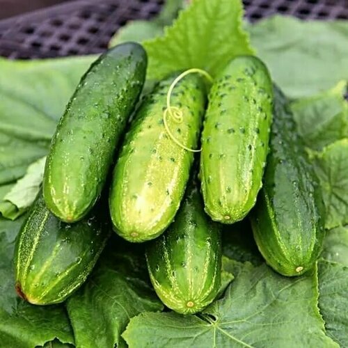 ������ ������ ������������� ������ ������ F1 �������� ����