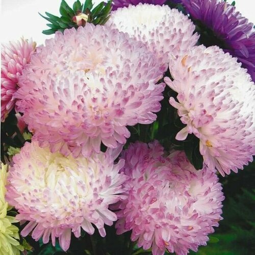 ������ ������ ����� ����������� ������� ���������, �������� �������� �� ������: �������� ���������� � ���������� �����, 10 ����� ����