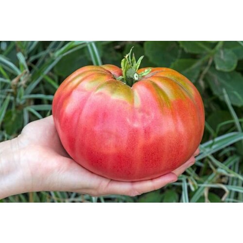 ������ ������ ������������� ������ ������ ������� ���� ����