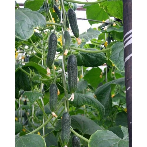 ������ ������ ������������� ������ ������ F1 ��������� ����