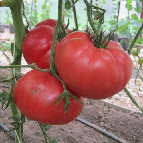 ������ ������ ������������� ������ ������ ������� ������������� ����