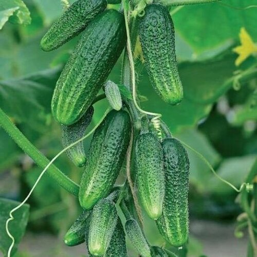 ������ ������ ������������� ������ ������ �������� F1 ����