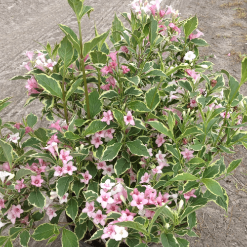 ������ ������ ������� �������� ������� (1 ������� � ������ 15-20 ��). Belgium Plants Van. (�������) ����