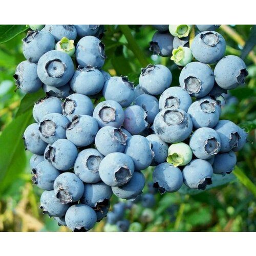 ������ ������ �������� ��� ���� (������������) 2-� �����, � ������ 30-40 �� ����