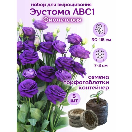 ������ ������ ������ ������� ���������� + �������� ��������, 5��, ����� ��� ����������� ����