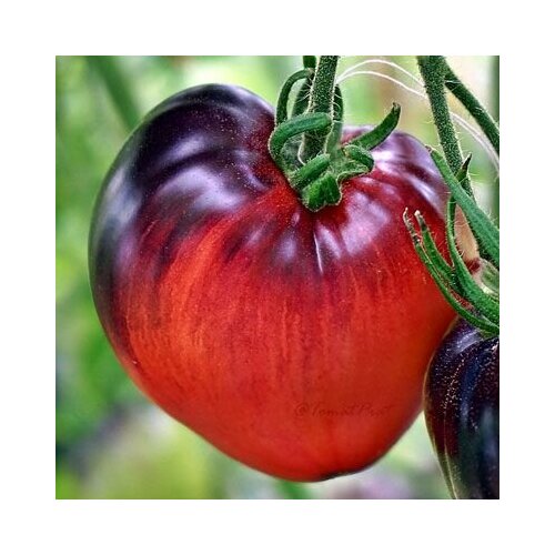 ������ ������ ������������� ������ ������ ������� ������ ������� ����