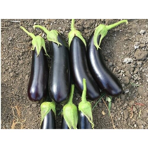 ������ ������ ������������� ������ ��������� ������ F1 ����