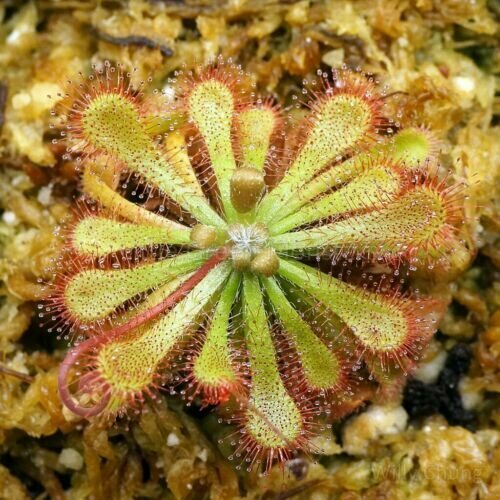 ������ ������ ������ ������� Spatulata 5 ���� ����