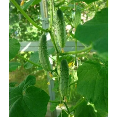 ������ ������ ������������� ������ ������ �� ������� ������� F1 ����