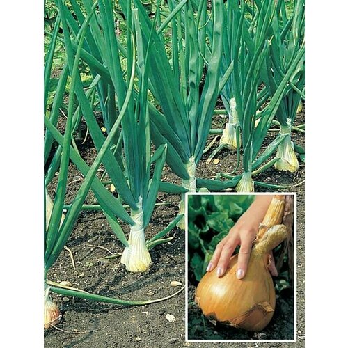 ������ ������ ������������� ������ ���� �������� ����� ����� ����