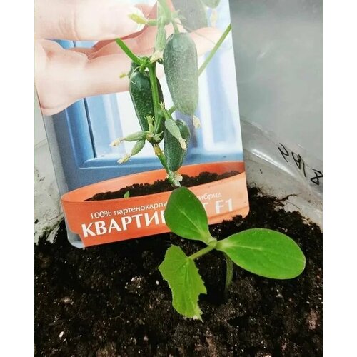 ������ ������ ������������� ������ ������ ���������� F1 ����