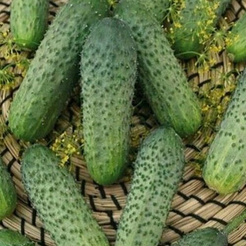 ������ ������ ������������� ������ ������ F1 ������ ����� ����