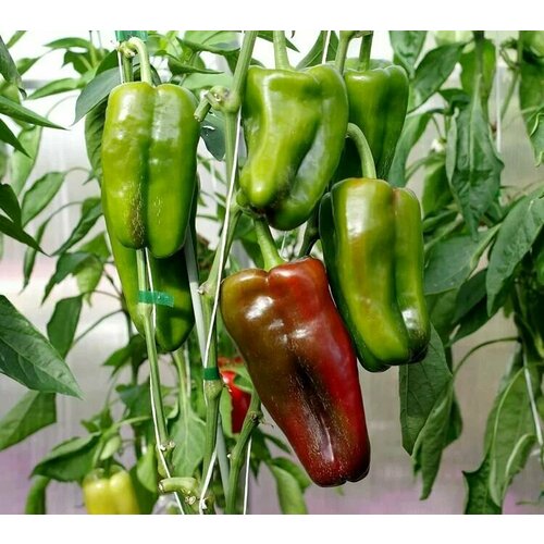 ������ ������ ������������� ������ ����� �������� ������ F1 ����