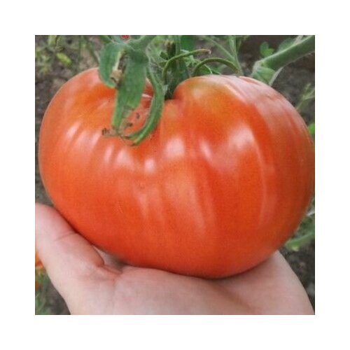 ������ ������ ������������� ������ ������ ������ ������ ����