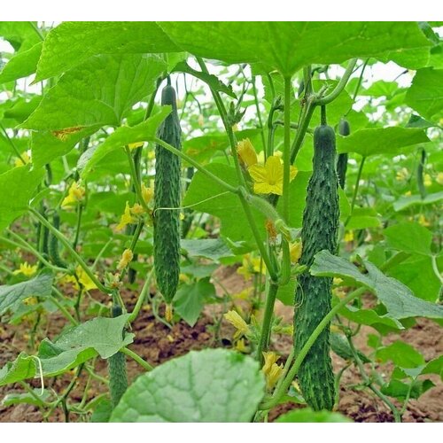 ������ ������ ������������� ������ ������ F1 ��������� ����������� ����