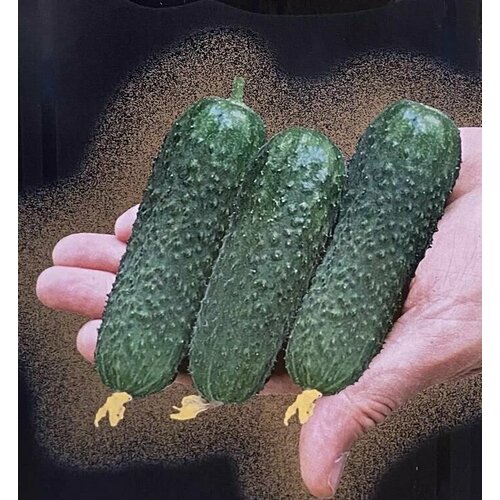 ������ ������ ������������� ������ ������ ������ F1 ����